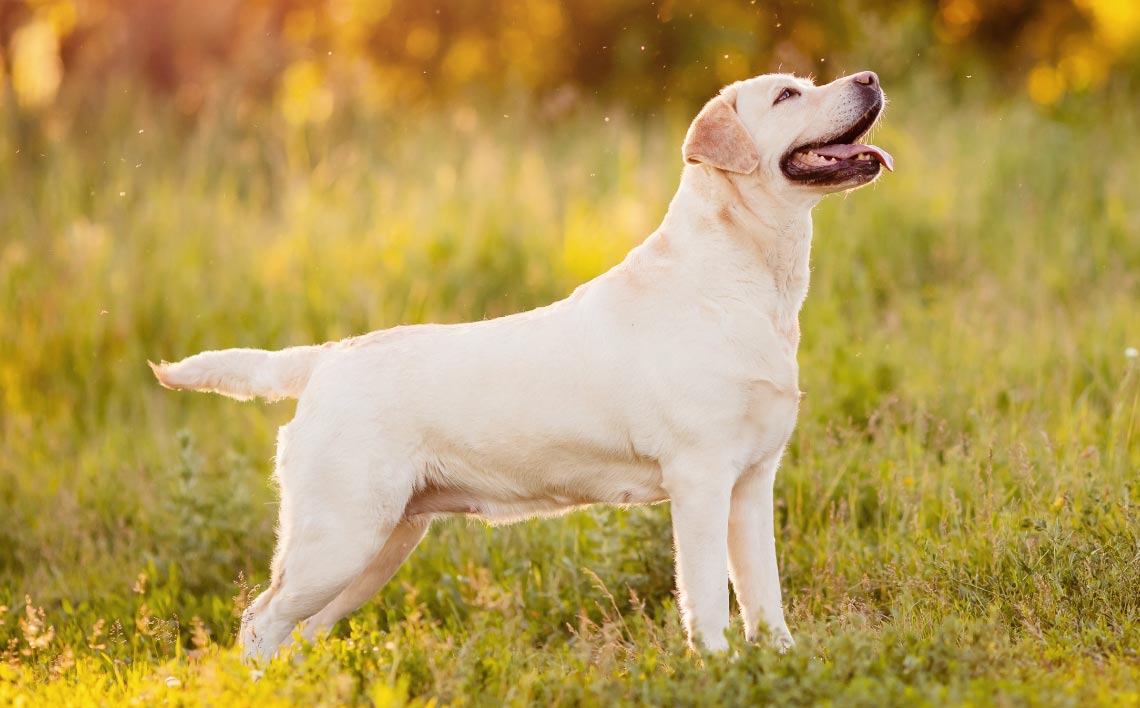 ドッグフードéletで健康な食生活を送る愛犬のイメージ